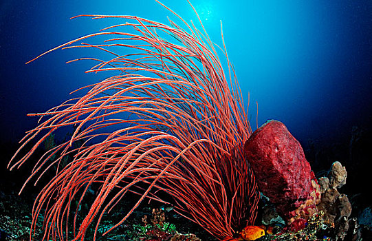 珊瑚礁,鞭子,珊瑚,科莫多国家公园,印度洋,印度尼西亚
