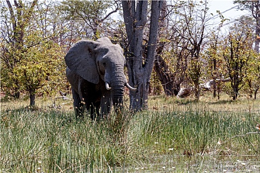 非洲象,莫雷米禁猎区,三角洲