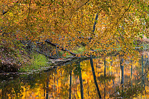 秋天,反射,小,小湾,湖,注视,褐色,州立公园,印地安那,美国