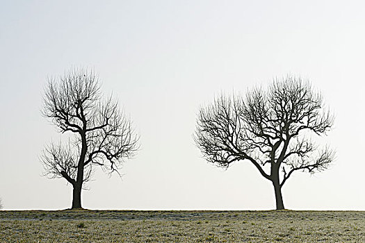 空,果树,地点,奥登瓦尔德,黑森州,德国