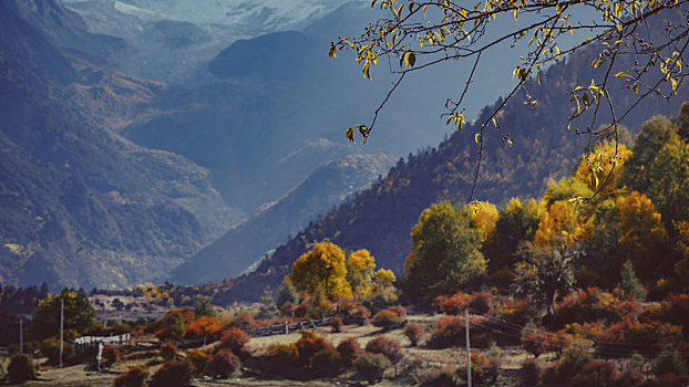 西藏米林直白村秋天