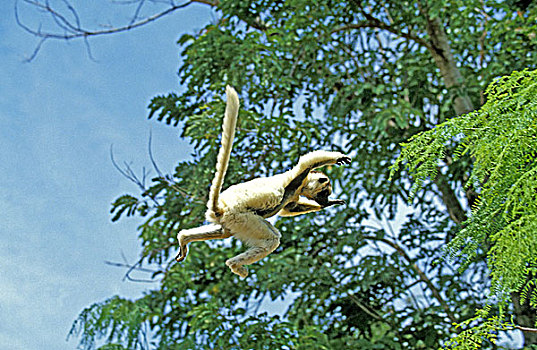 维氏冕狐猴,成年,跳跃,马达加斯加