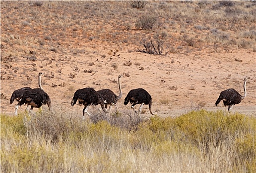 鸵鸟,鸵鸟属,骆驼,卡拉哈迪,南非