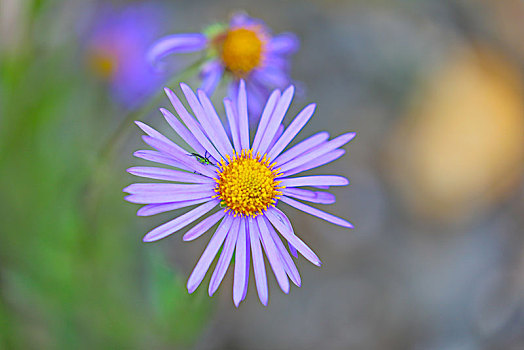 格桑花特写