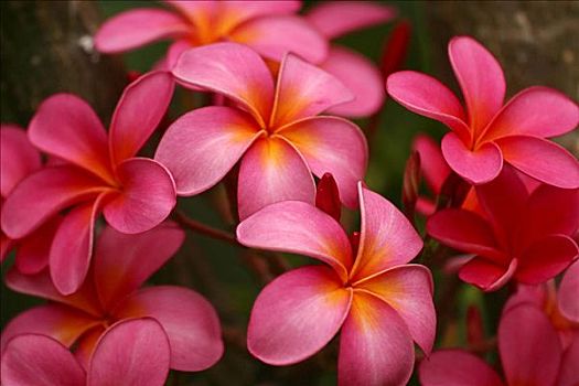 夏威夷,毛伊岛,粉色