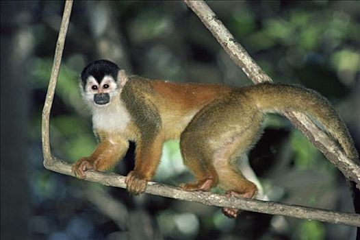 中美洲,松鼠猴,哥斯达黎加
