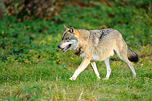 灰太狼,走在草,巴伐利亚森林,巴伐利亚,德国