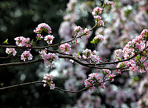 春天的海棠花