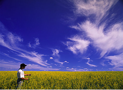 农民,站立,油菜地,艾伯塔省,加拿大