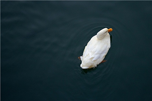 白色,鸭子,河