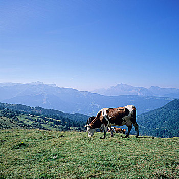 法国,法国阿尔卑斯山,母牛,山地牧场