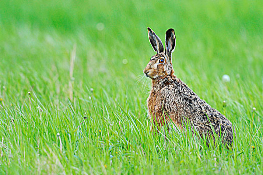 欧洲野兔,棕兔,警惕,草地,布尔根兰,奥地利,欧洲
