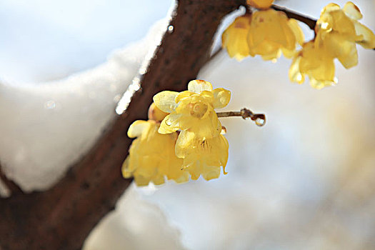 雪里花,腊梅