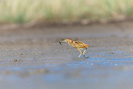 一只黄苇鳽鸟游荡巡逻在水塘岸边伏击猎物