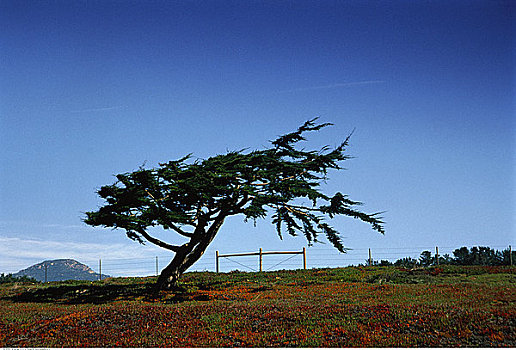 树,地点,靠近,栅栏,加利福尼亚,美国