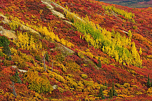 秋天,彩色,苔原,德纳里峰国家公园,阿拉斯加