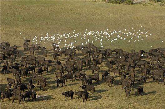 南非水牛,非洲水牛,牧群,牛背鹭,成群,非洲