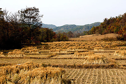 东北稻田的稻子