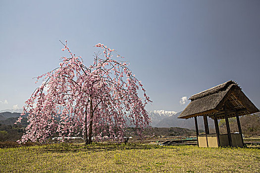 樱花,茅草屋顶,建筑,日本
