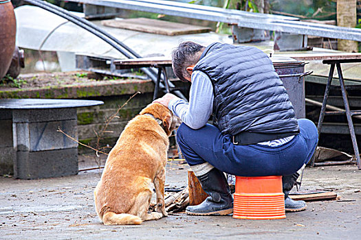 人类最忠实的朋友,狗,金毛猎犬拉布拉多,狗与主人