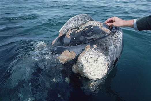 研究人员,宠物,南露脊鲸,瓦尔德斯半岛,阿根廷