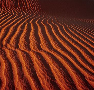 沙丘,沙漠,澳大利亚