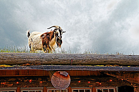山羊,流行,旅游胜地,不列颠哥伦比亚省,加拿大