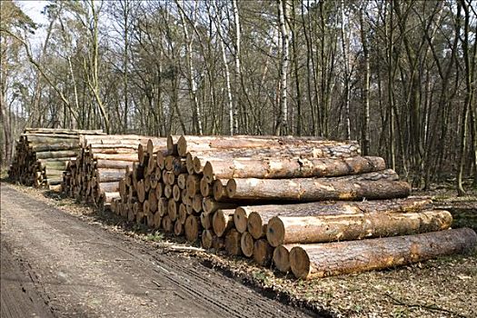一堆木材,树,切削,风暴,黑森州,德国
