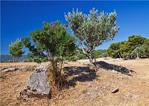 橄榄树,遗址,保护区,波塞冬