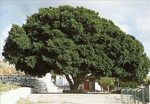 加纳利群岛,西班牙,月桂树