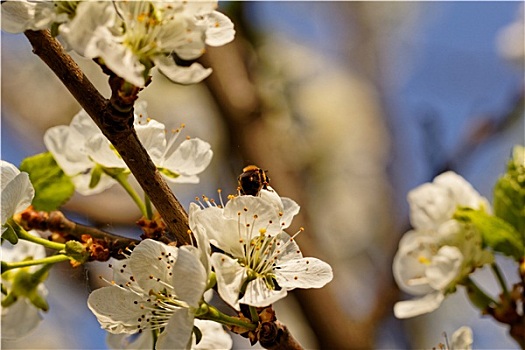 花,樱桃树,蜜蜂