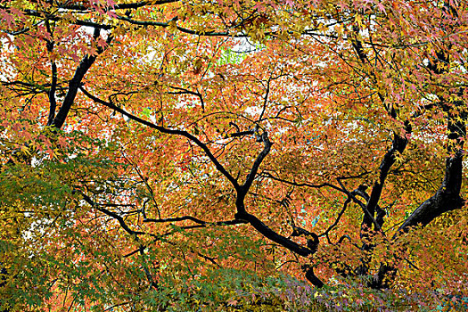 秋景枫树