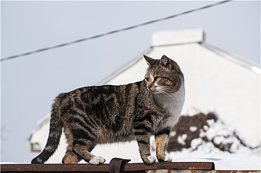 街道,猫