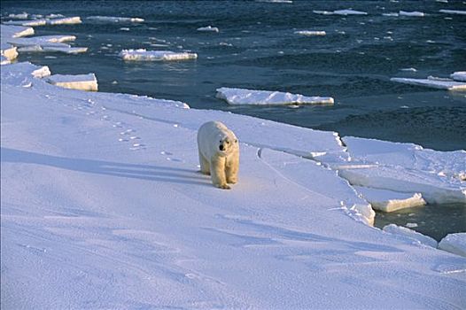 北极熊,海岸线,湾,加拿大,丘吉尔市,曼尼托巴,冬天