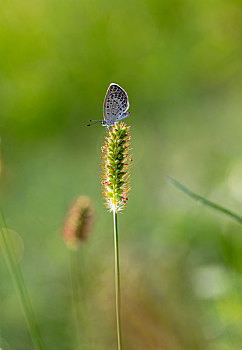 狗尾巴草上的小灰蝶