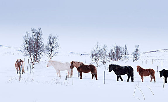 冰岛马,冬天,冰岛