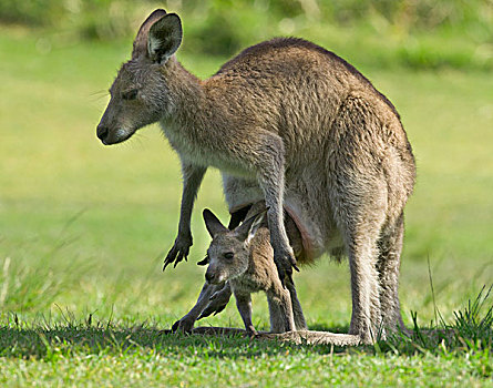 大灰袋鼠,灰袋鼠,女性,幼兽,跳跃,室外,国家公园,新南威尔士,澳大利亚
