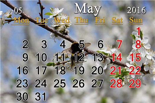日程,五月,花,树