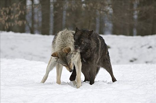 东方,大灰狼,争斗,狼,非洲野犬属