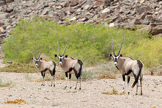 南非大羚羊,羚羊,卡奥科兰,纳米比亚,非洲