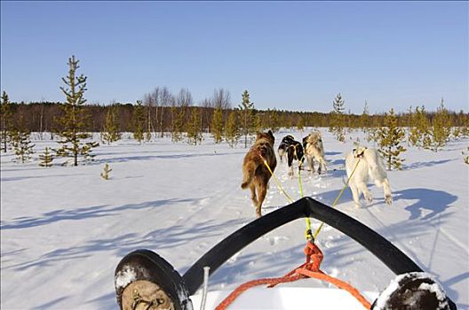 团队,雪橇,狗,拉普兰,挪威,斯堪的纳维亚,欧洲