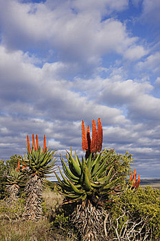 花,芦荟,植物,东开普省,南非
