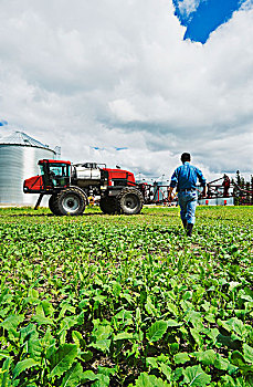 农民,杂草,早,生长,油菜地,靠近,高,喷雾器,曼尼托巴,加拿大