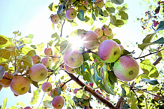 枝条,苹果树,苹果,阳光