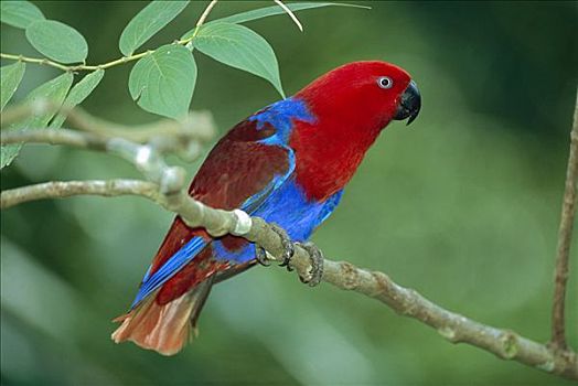 鹦鹉,巴布亚新几内亚