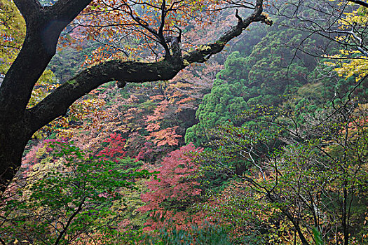 树林,国家公园,日本