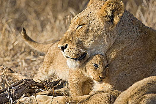 非洲狮,狮子,母亲,3-4岁,老,幼兽,南非