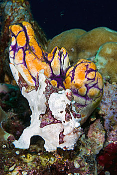 印度尼西亚,四王群岛,襞鱼,形状,橙色,紫色,海鞘