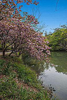 无锡太湖鼋头渚公园樱花园水榭