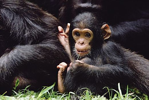 黑猩猩,类人猿,妈妈,冈贝河国家公园,坦桑尼亚